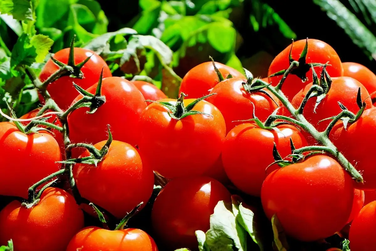 Has guardado mal los tomates toda tu vida: el truco para que no se pudran en días