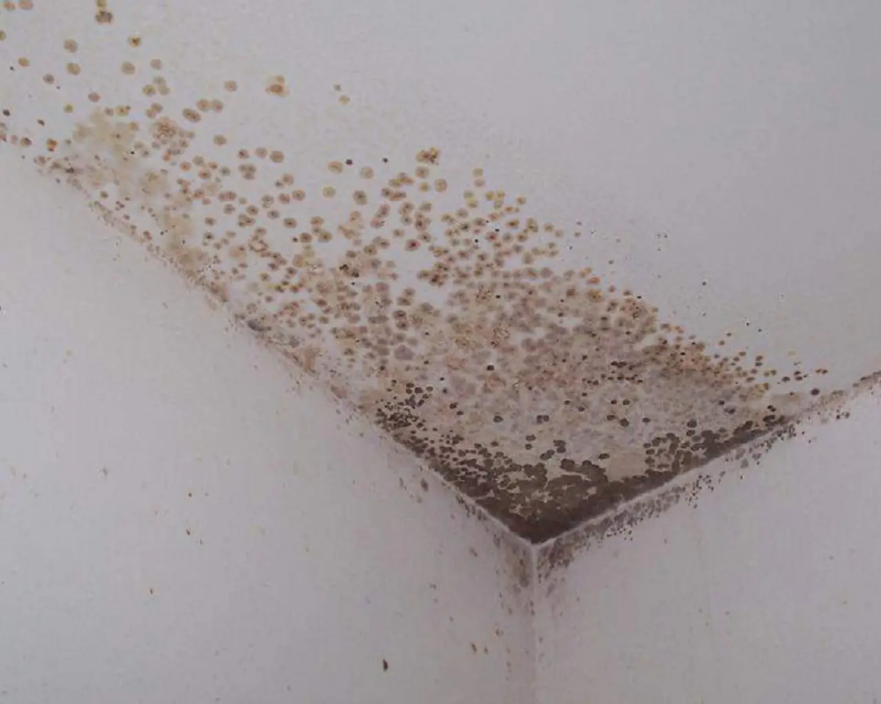 ¿Gusanos o moho en tu armario? Descubre cómo desinfectar la madera y eliminar el olor