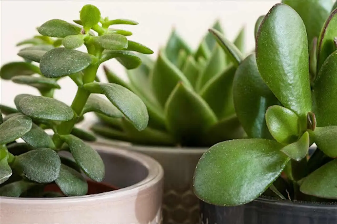 Las plantas que purifican y refrescan el aire de tu casa mejor que un ventilador