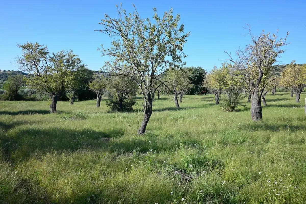 Tus árboles se están quemando con el sol y no lo sabes: así puedes protegerlos antes de que sea tarde