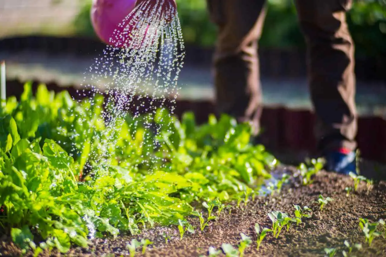 Olvídate de regar cada día: estas flores resisten el calor extremo del verano y duran meses