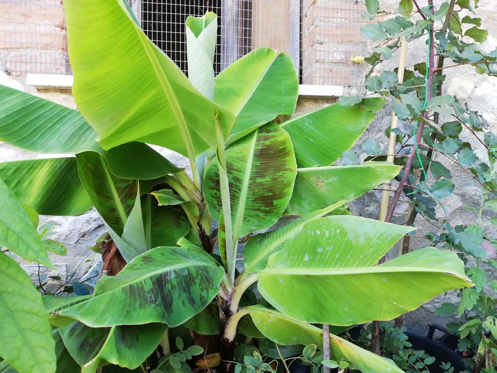 La planta que debes tener en casa si vives en un horno: absorbe el calor y refresca el ambiente
