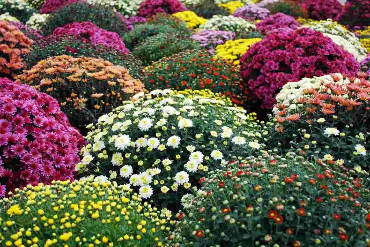 Elige estas flores para tu jardin o tu casa y olvídate de que se mueran