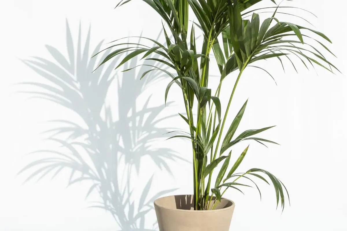 ¿Cuáles son plantas sin flor? Aquí está la verdad